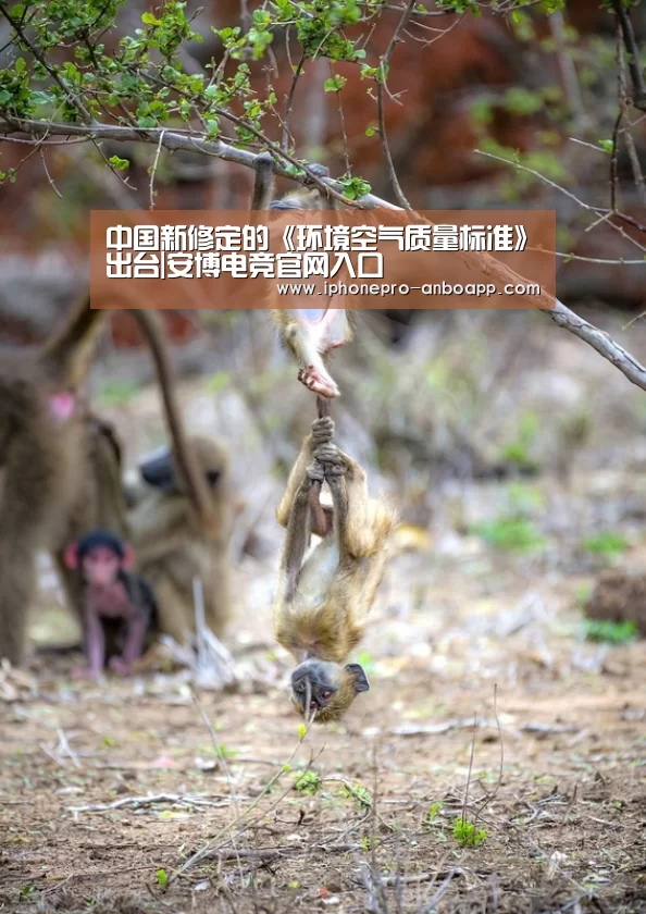 中国新修定的《环境空气质量标准》出台|安博电竞官网入口(图1) ANBO体育APP下载